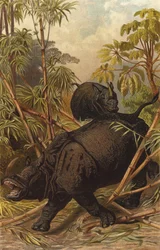 Rhinocéros